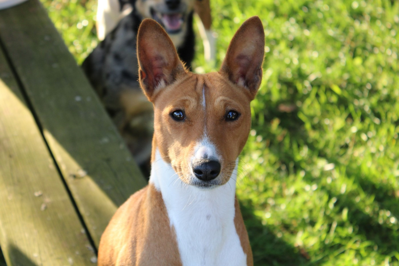 Taalia-sun el Sueno del Amigo