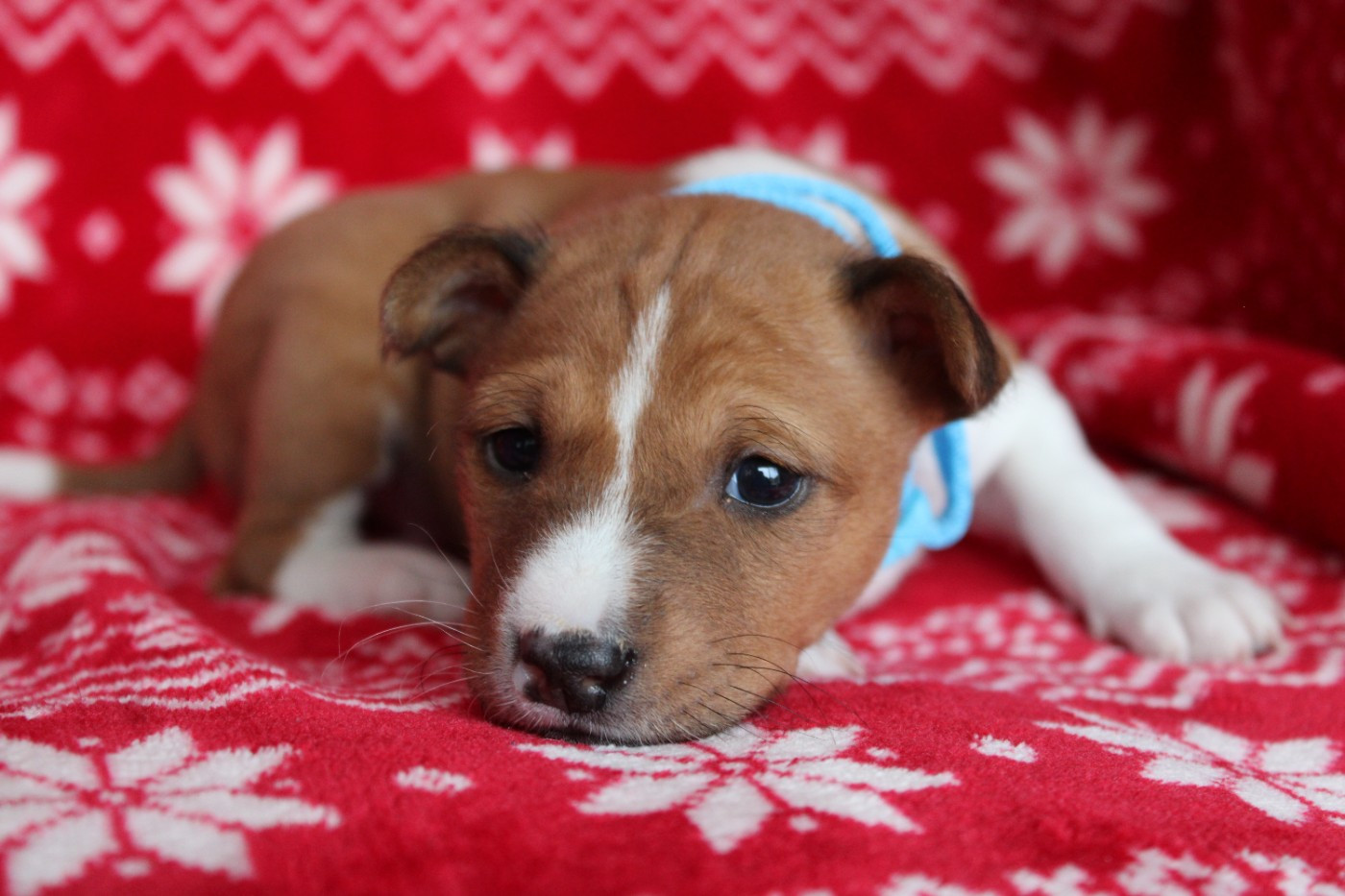 Des Héritiers De Praetoria