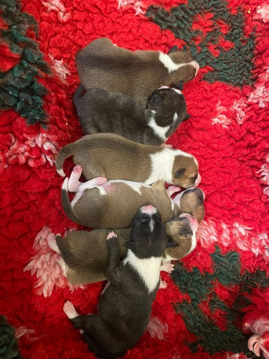 Chiot Basenji Des Héritiers De Praetoria