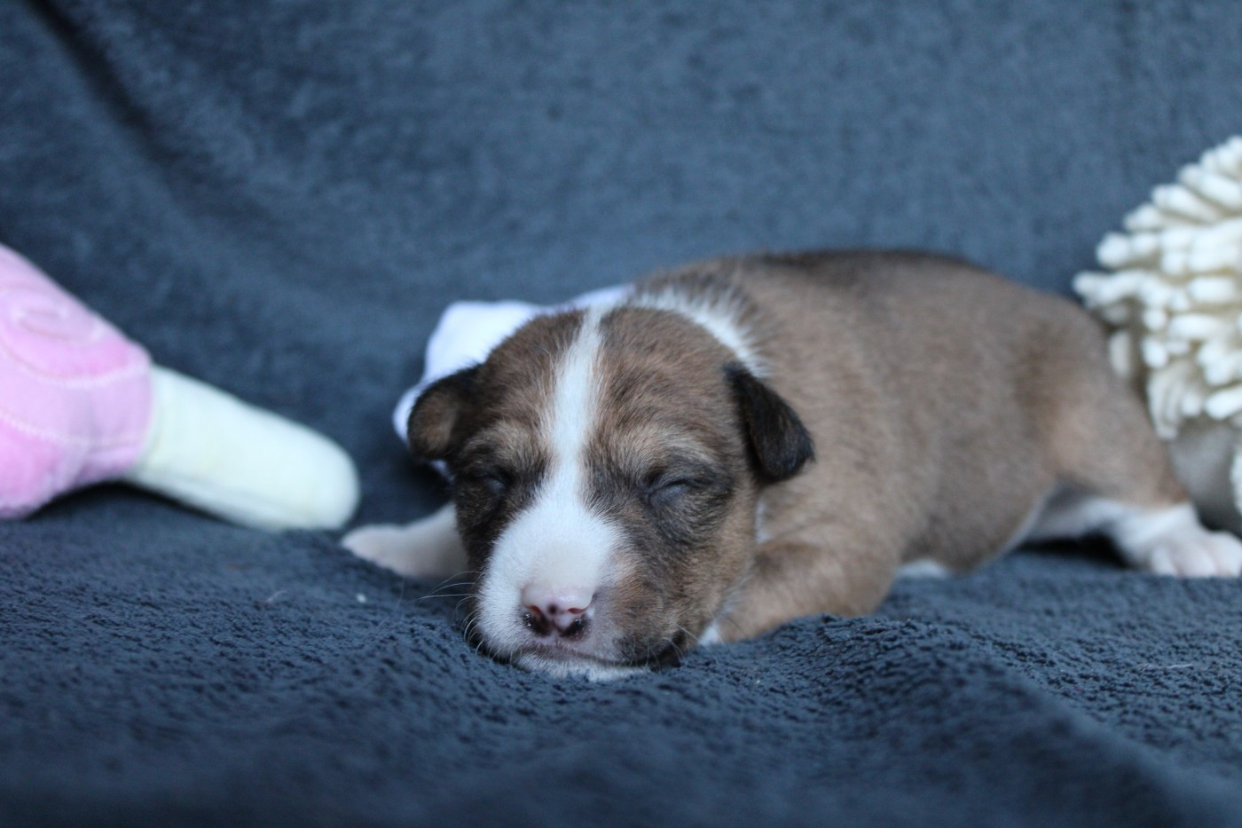 Des Héritiers De Praetoria - Chiots disponibles - Basenji