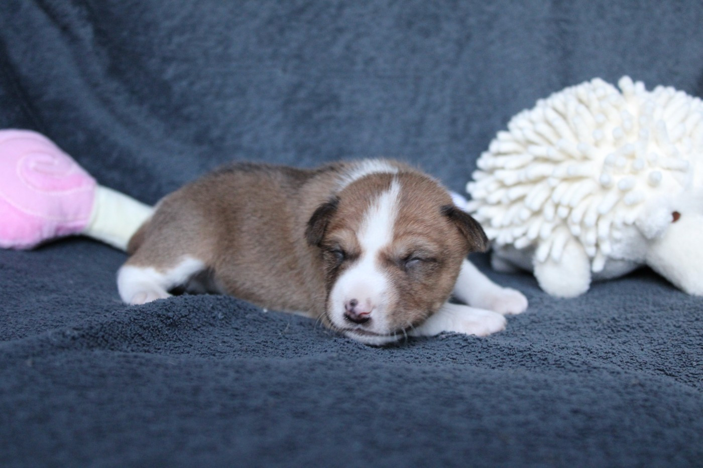 Des Héritiers De Praetoria - Chiots disponibles - Basenji