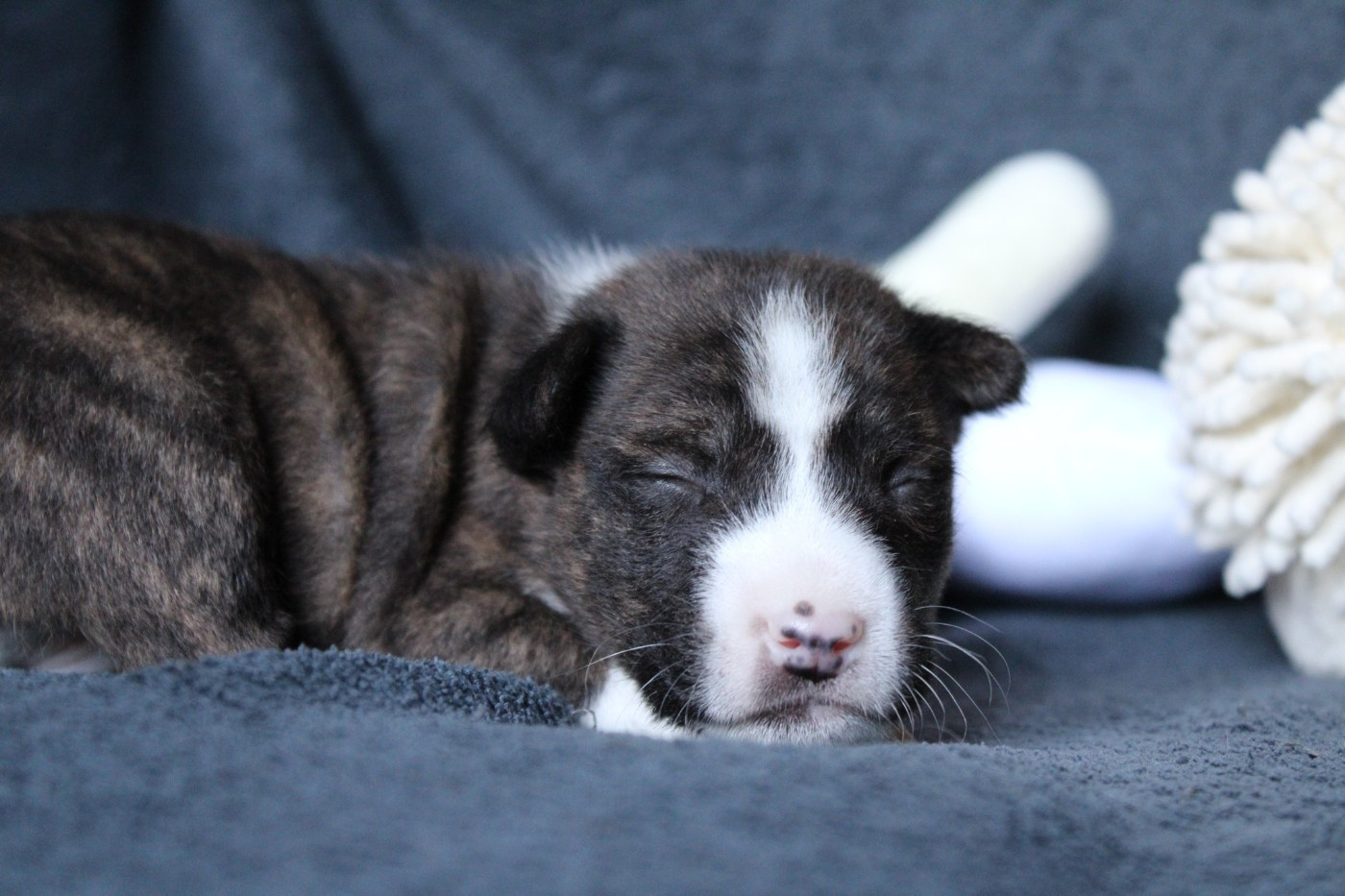 Des Héritiers De Praetoria - Chiots disponibles - Basenji