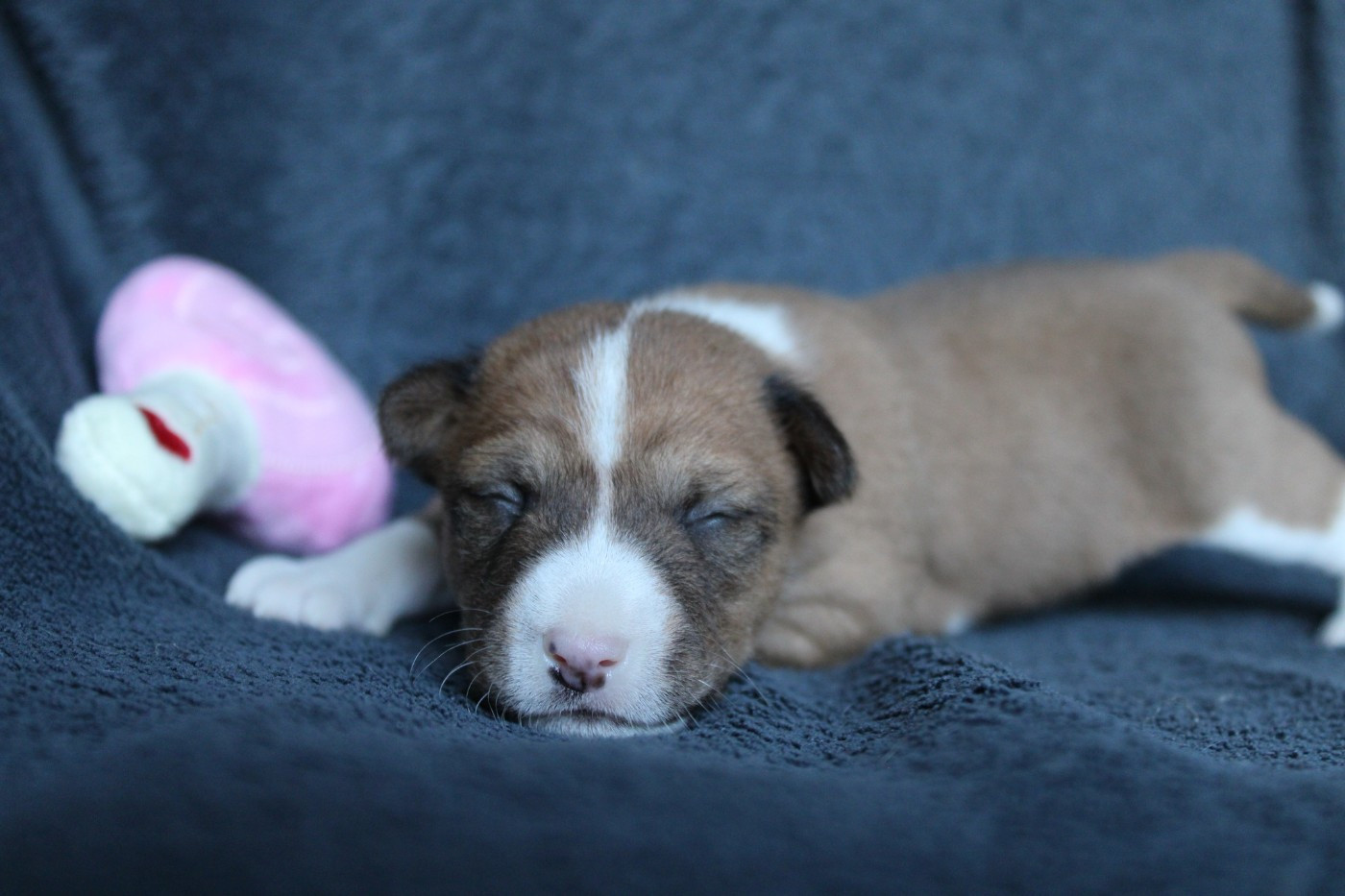 Des Héritiers De Praetoria - Chiots disponibles - Basenji