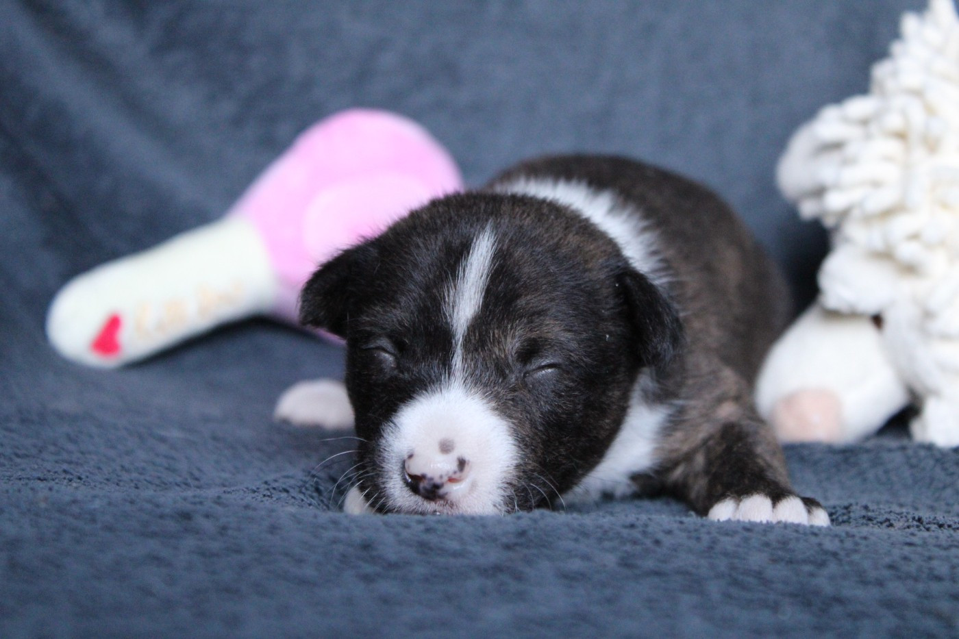 Des Héritiers De Praetoria - Chiots disponibles - Basenji